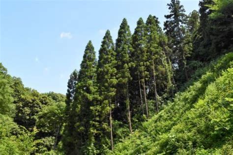 杉 種類|日本全国の杉（スギ）一覧と検索